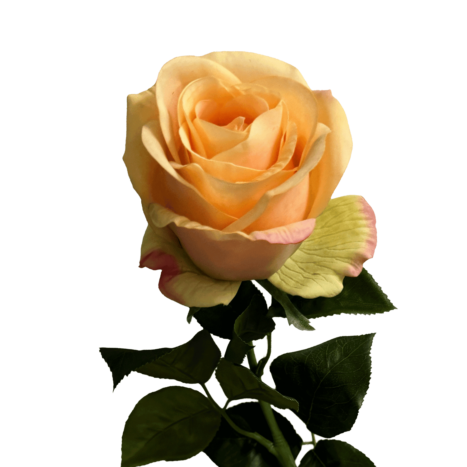 Silhouette Rose — Apricot Yellow
