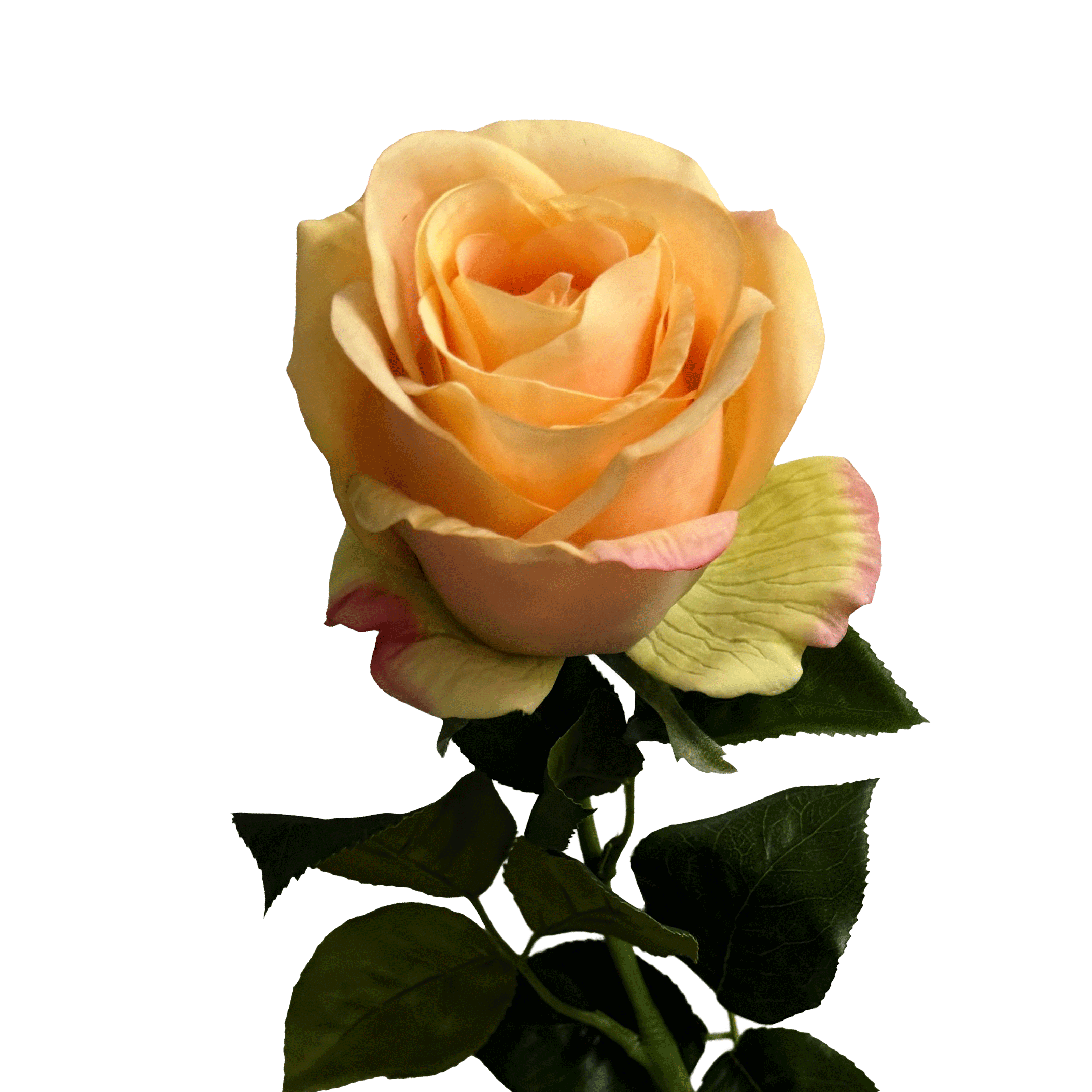 Silhouette Rose — Apricot Yellow