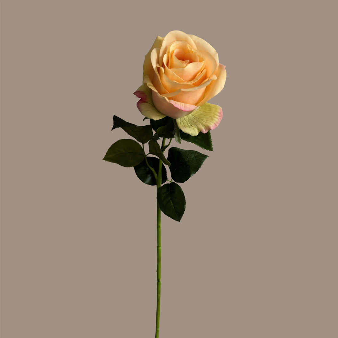 Silhouette Rose — Apricot Yellow