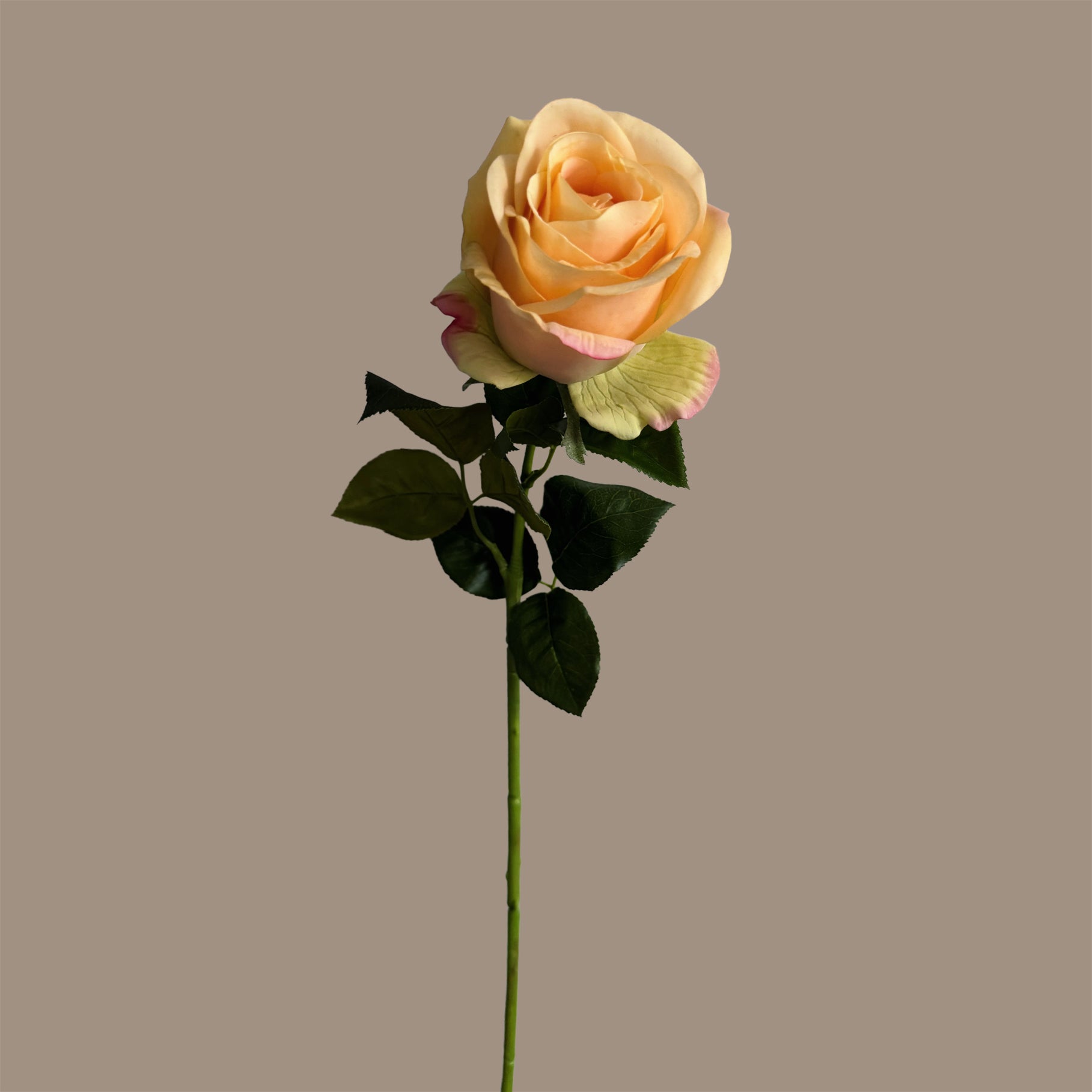 Silhouette Rose — Apricot Yellow