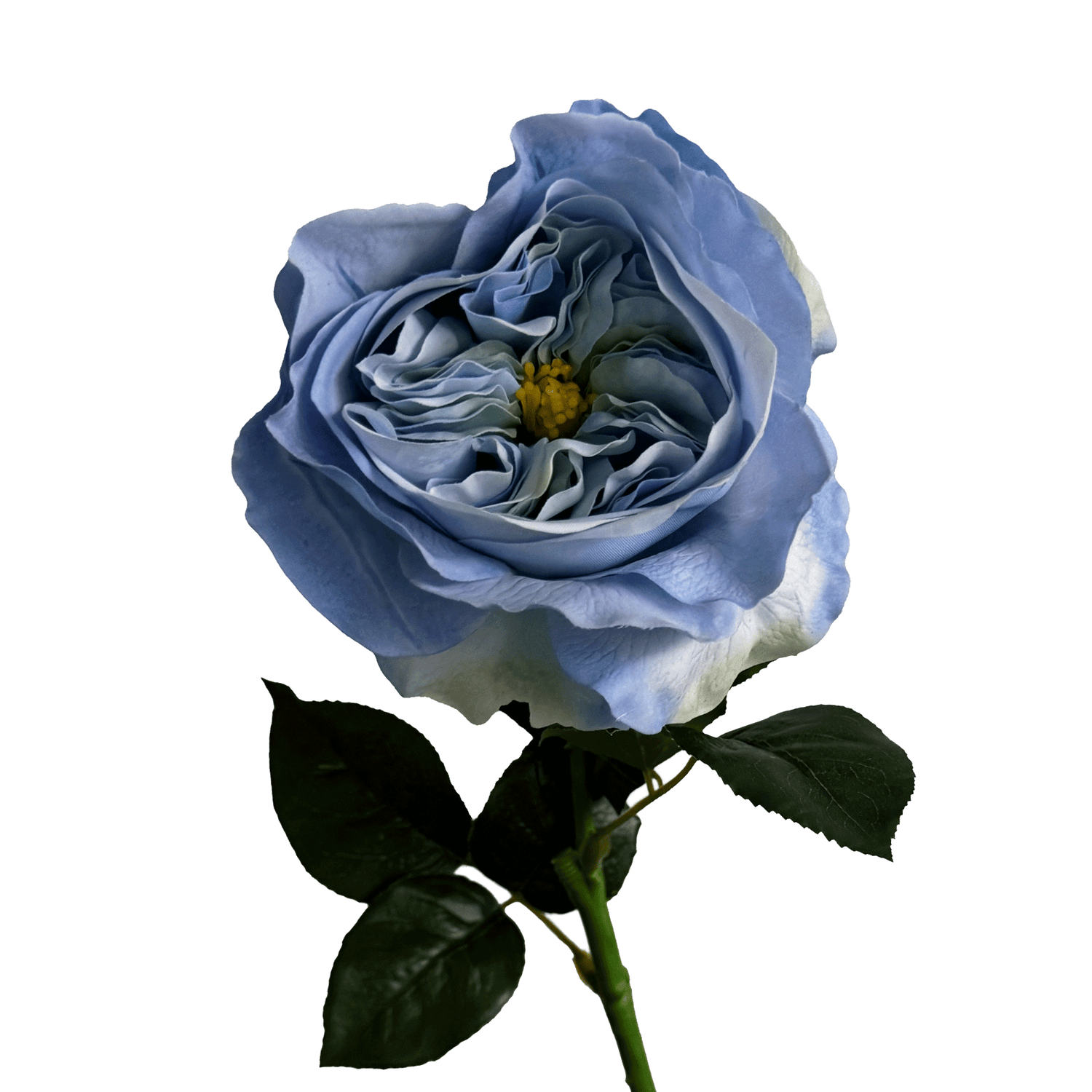 English Rosette-Style Rose — Cornflower Blue