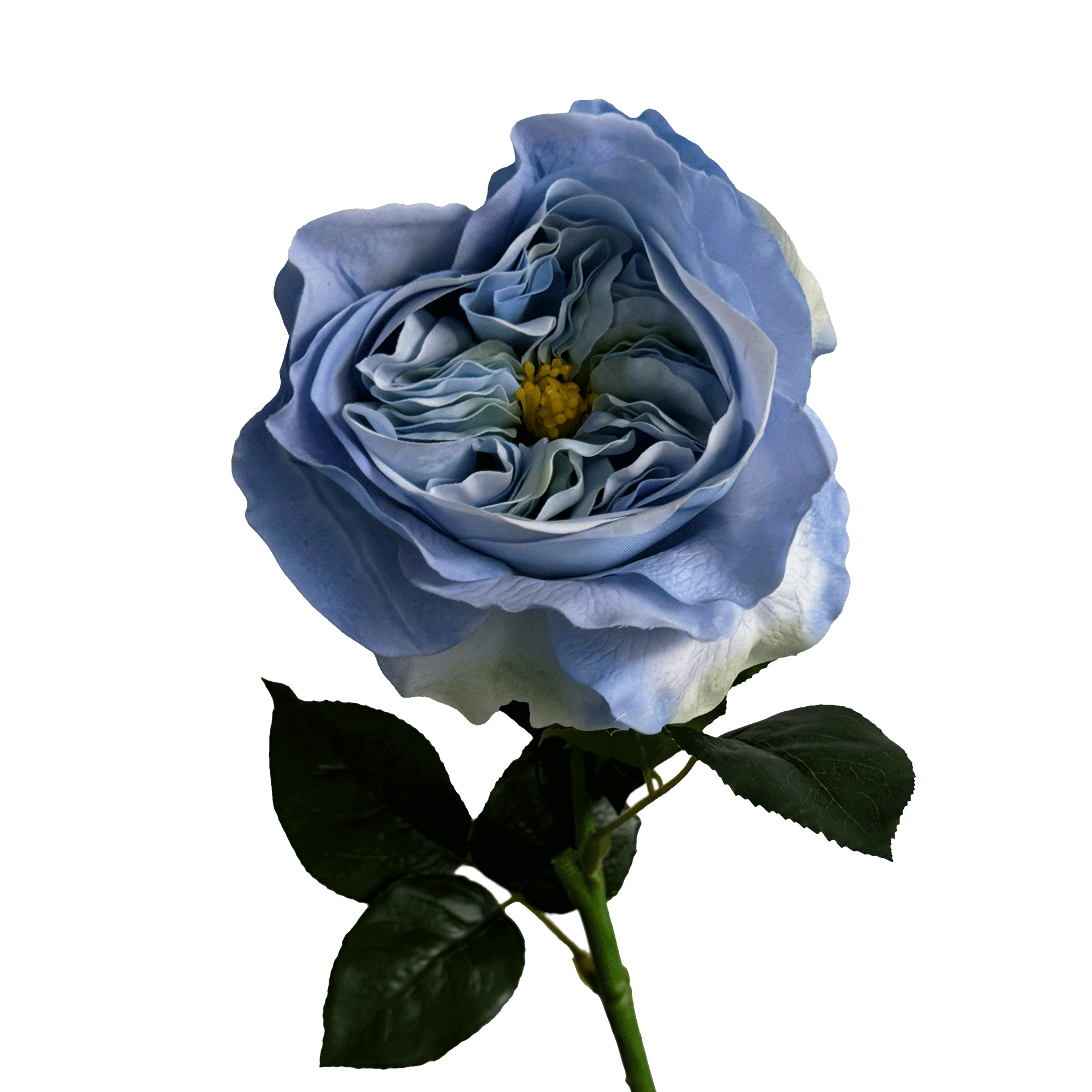 English Rosette-Style Rose — Cornflower Blue