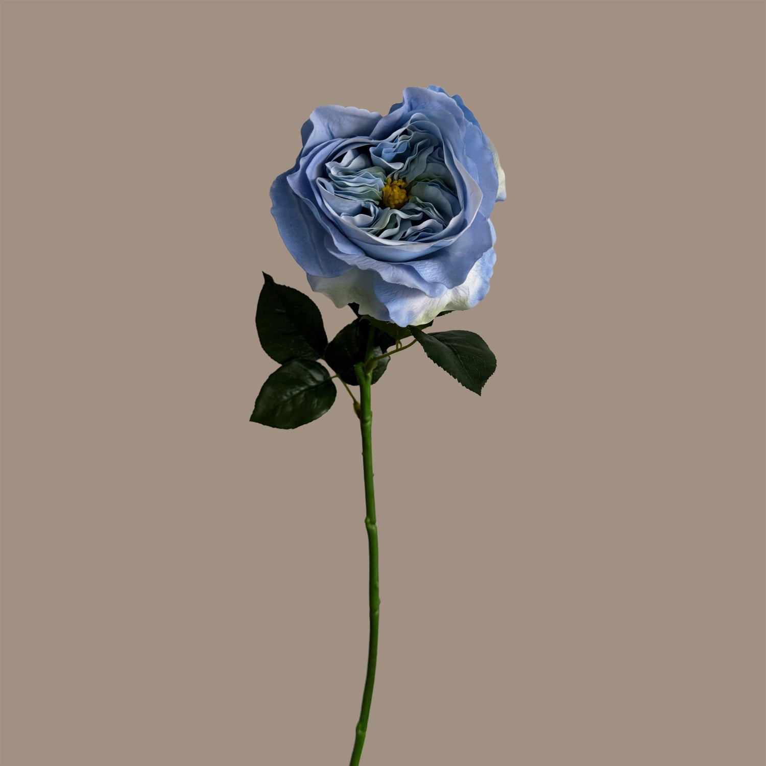 English Rosette-Style Rose — Cornflower Blue