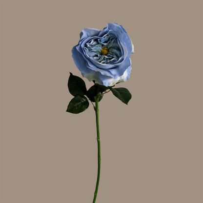 English Rosette-Style Rose — Cornflower Blue