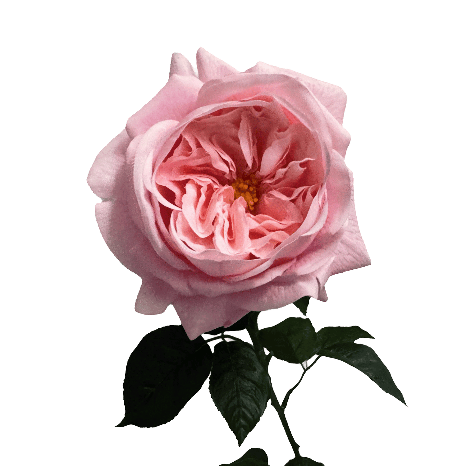 English Rosette-Style Rose with Bud — Chiffon Pink