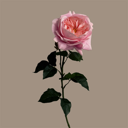 English Rosette-Style Rose with Bud — Chiffon Pink