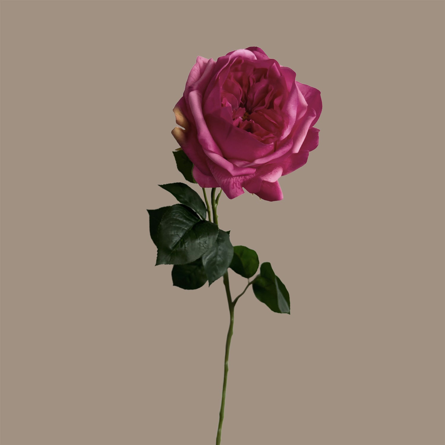 English Rosette-Style Rose with Bud — Cerise Pink