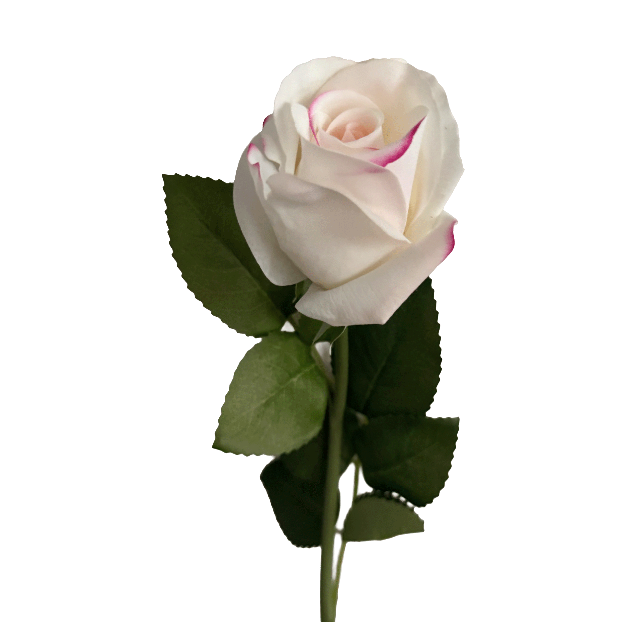 Elegance Modular Leaf Ensemble Rose — Pearl White