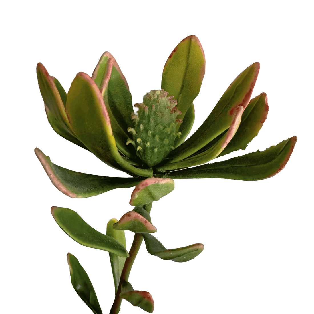 Leucadendron — Celadon Green