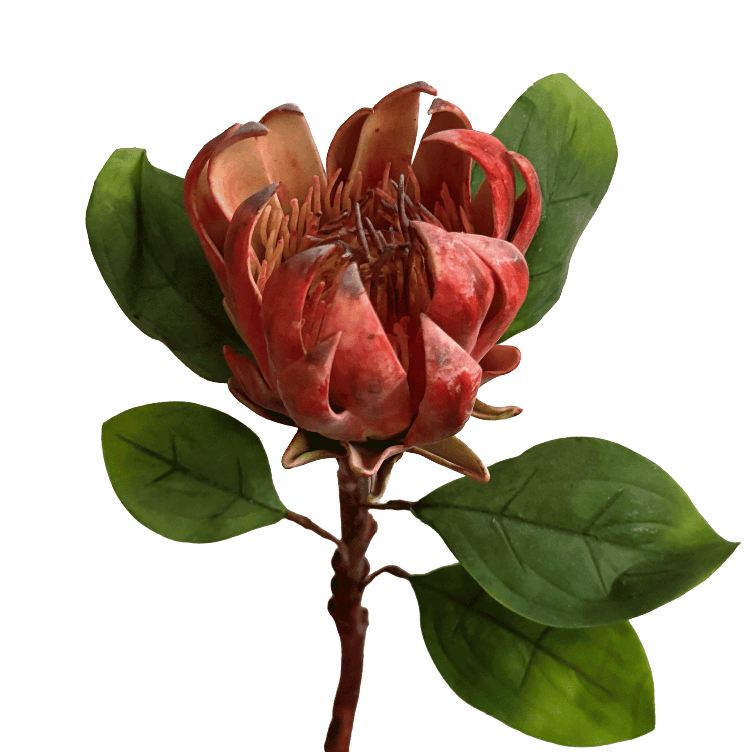 King Protea — Cinnabar Red