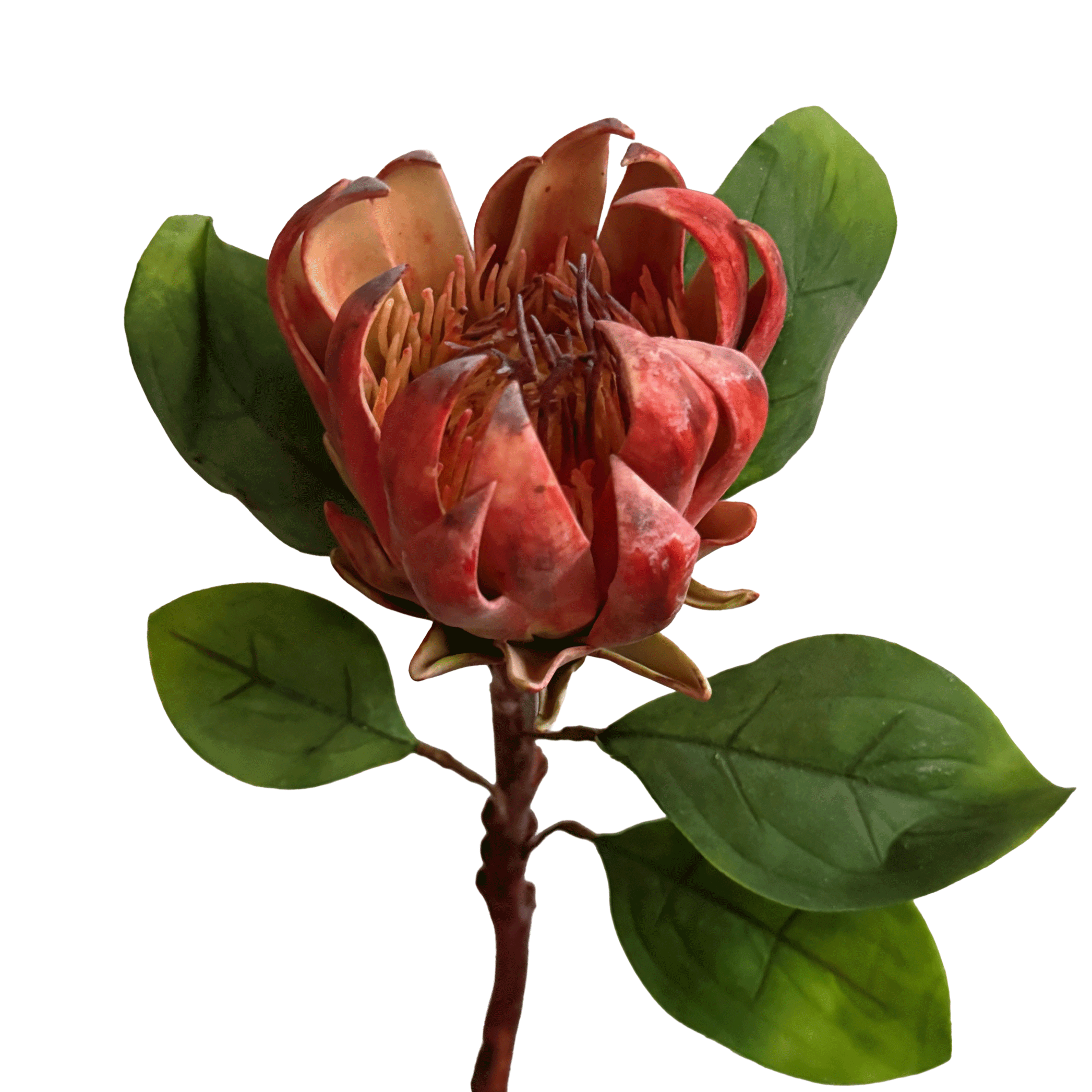 King Protea — Cinnabar Red