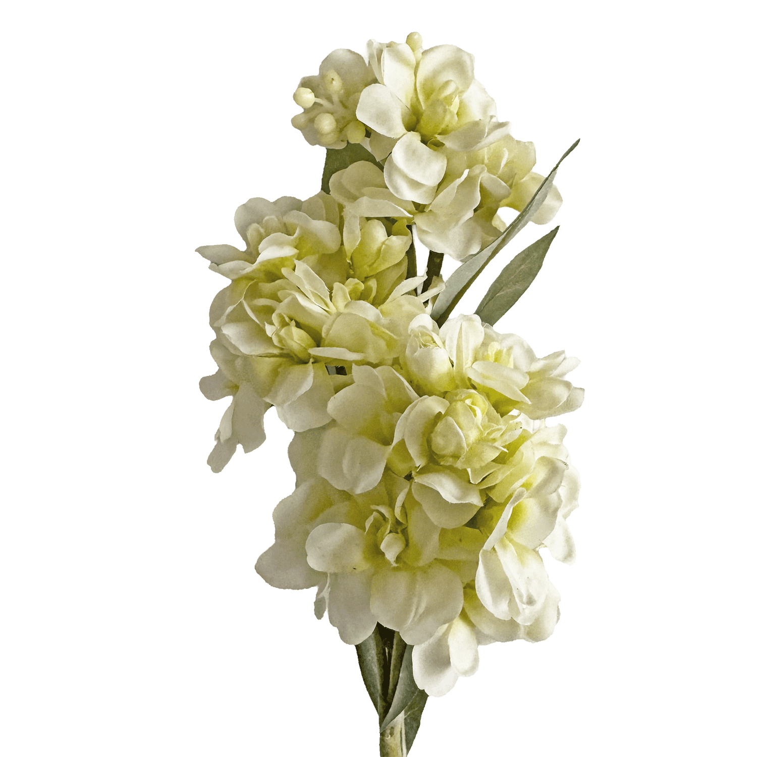 Stock Flower — Ivory Lemon