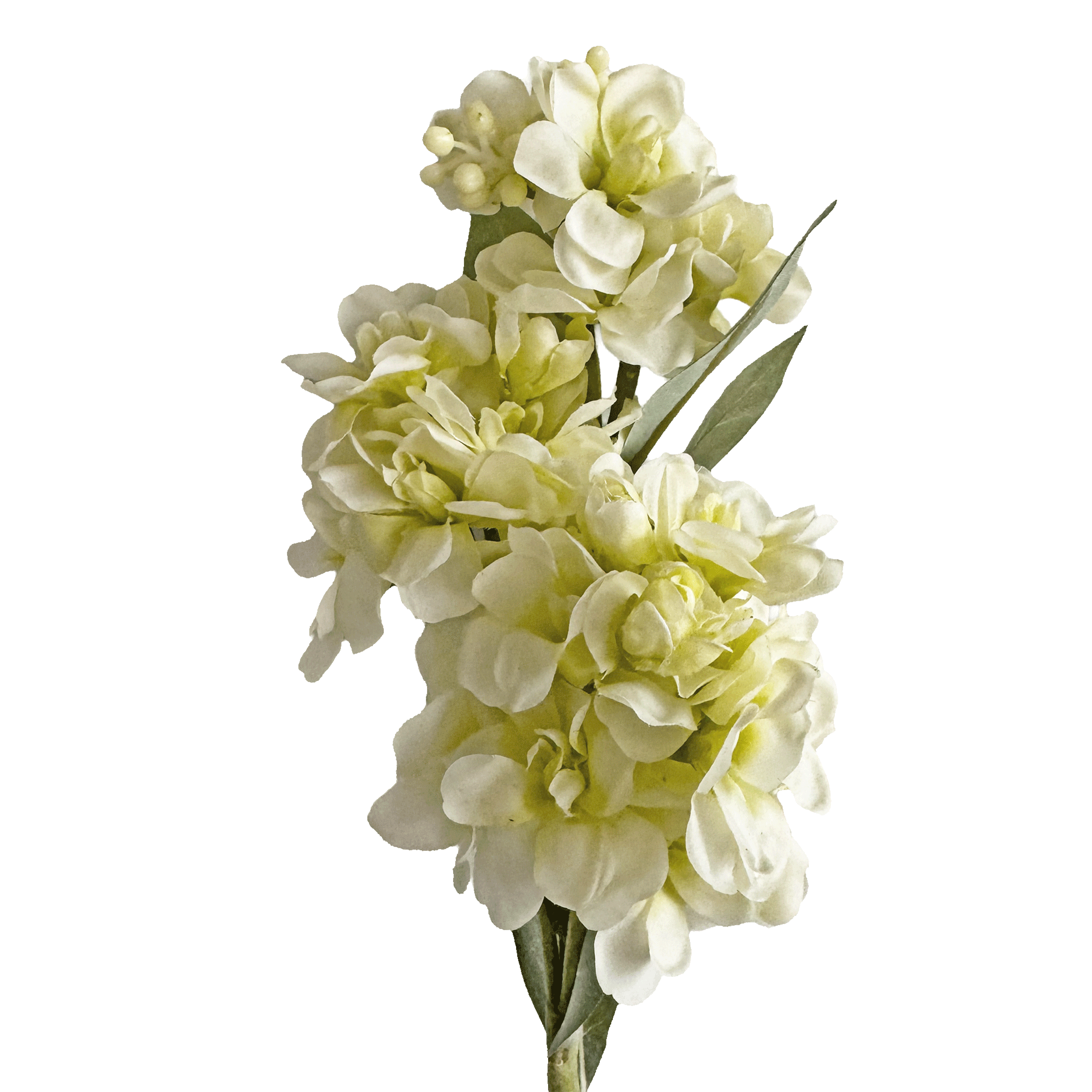 Stock Flower — Ivory Lemon