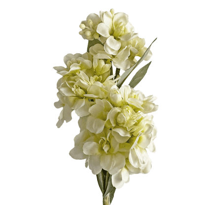 Stock Flower — Ivory Lemon