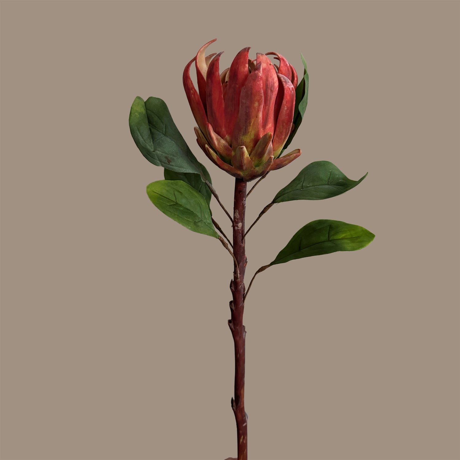 King Protea — Cinnabar Red