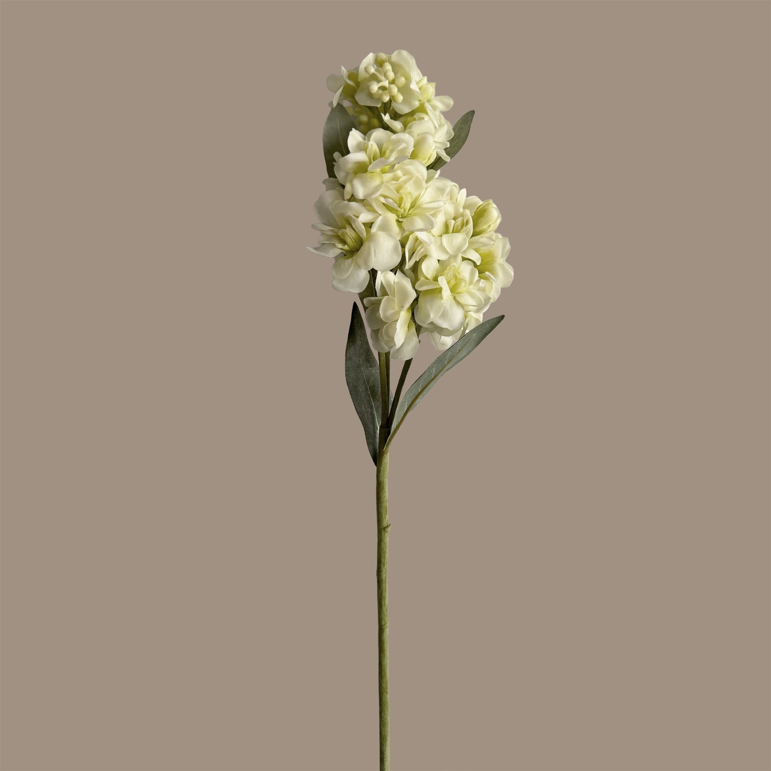 Stock Flower — Ivory Lemon
