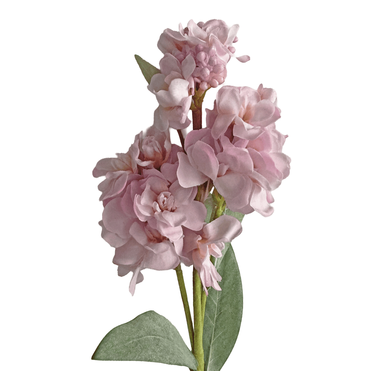 Stock Flower — Shell Pink