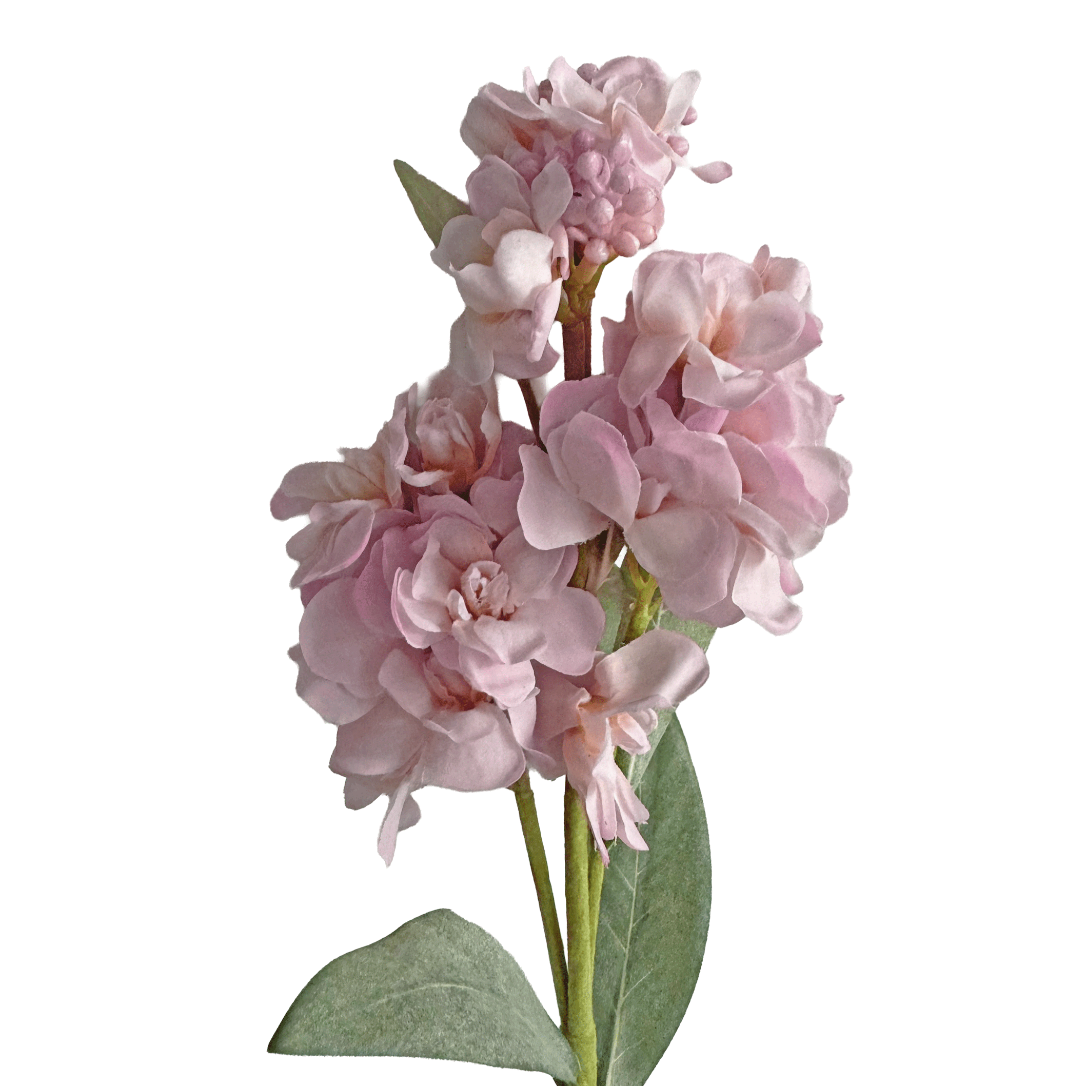 Stock Flower — Shell Pink