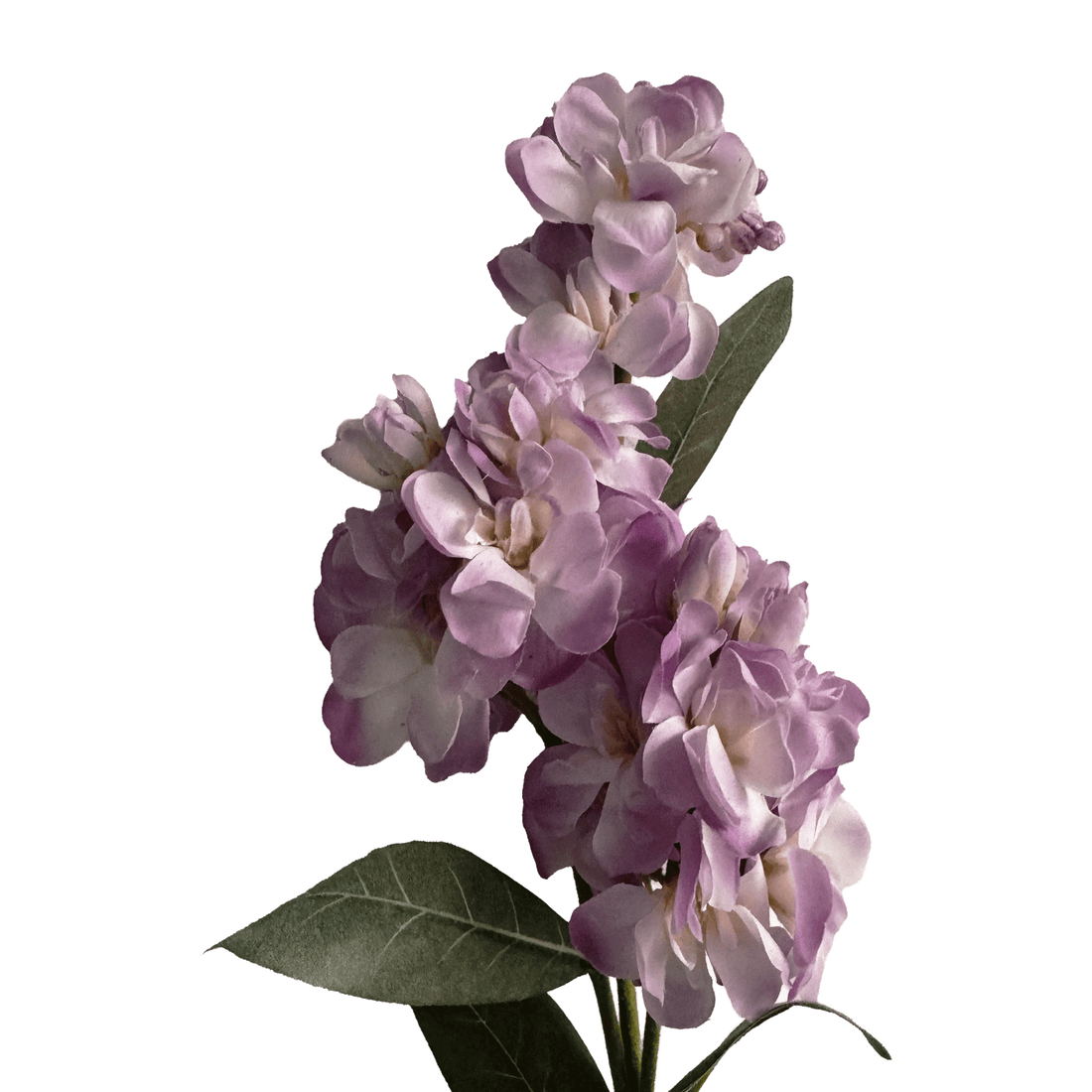 Stock Flower — Wisteria Purple