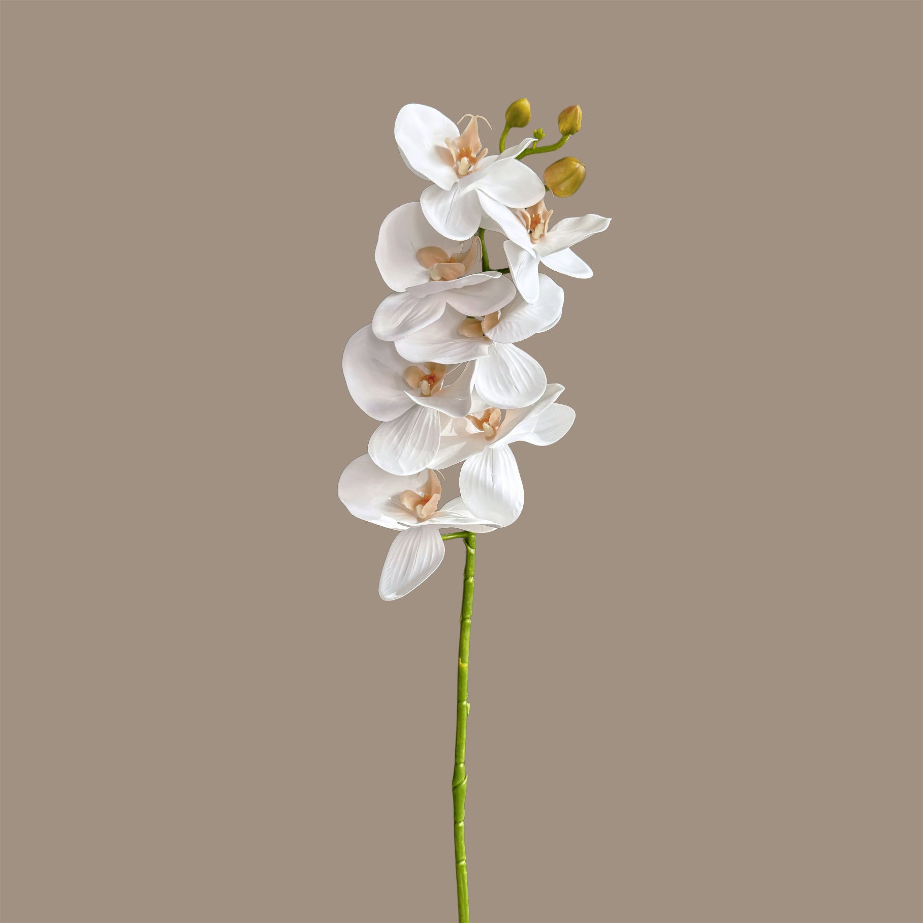 Poetic Phalaenopsis Orchid (Seven Blooms) — Bridal White