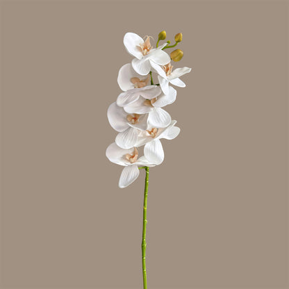 Poetic Phalaenopsis Orchid (Seven Blooms) — Bridal White