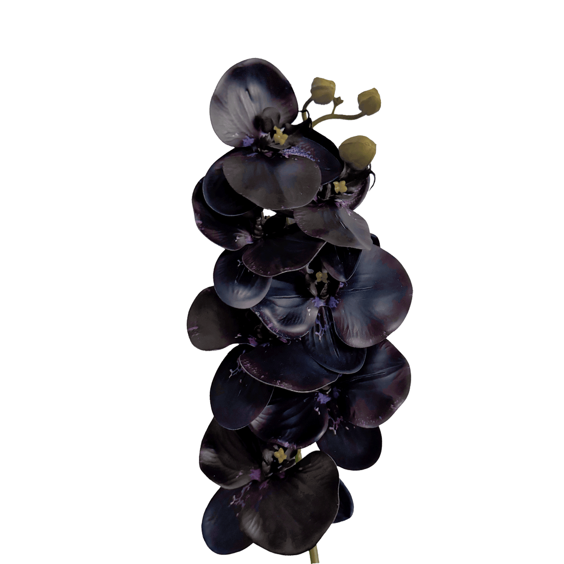 Poetic Phalaenopsis Orchid (Seven Blooms) — Nocturne Purple