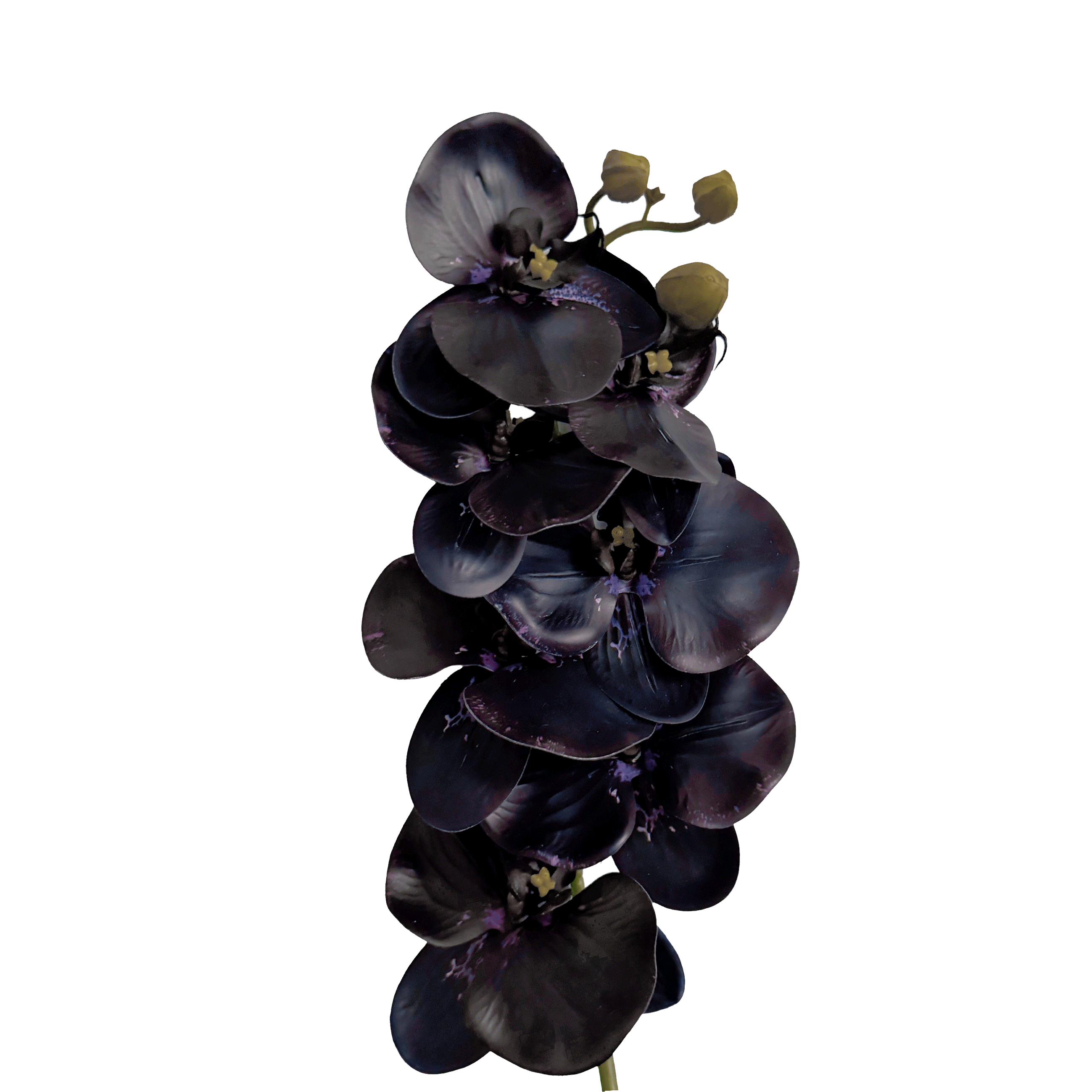 Poetic Phalaenopsis Orchid (Seven Blooms) — Nocturne Purple