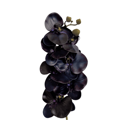 Poetic Phalaenopsis Orchid (Seven Blooms) — Nocturne Purple