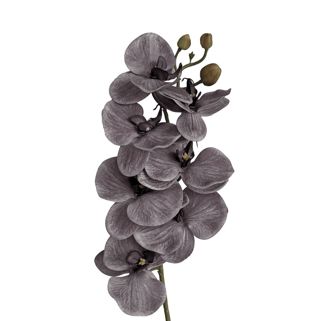 Poetic Phalaenopsis Orchid (Seven Blooms) — Misted Mauve