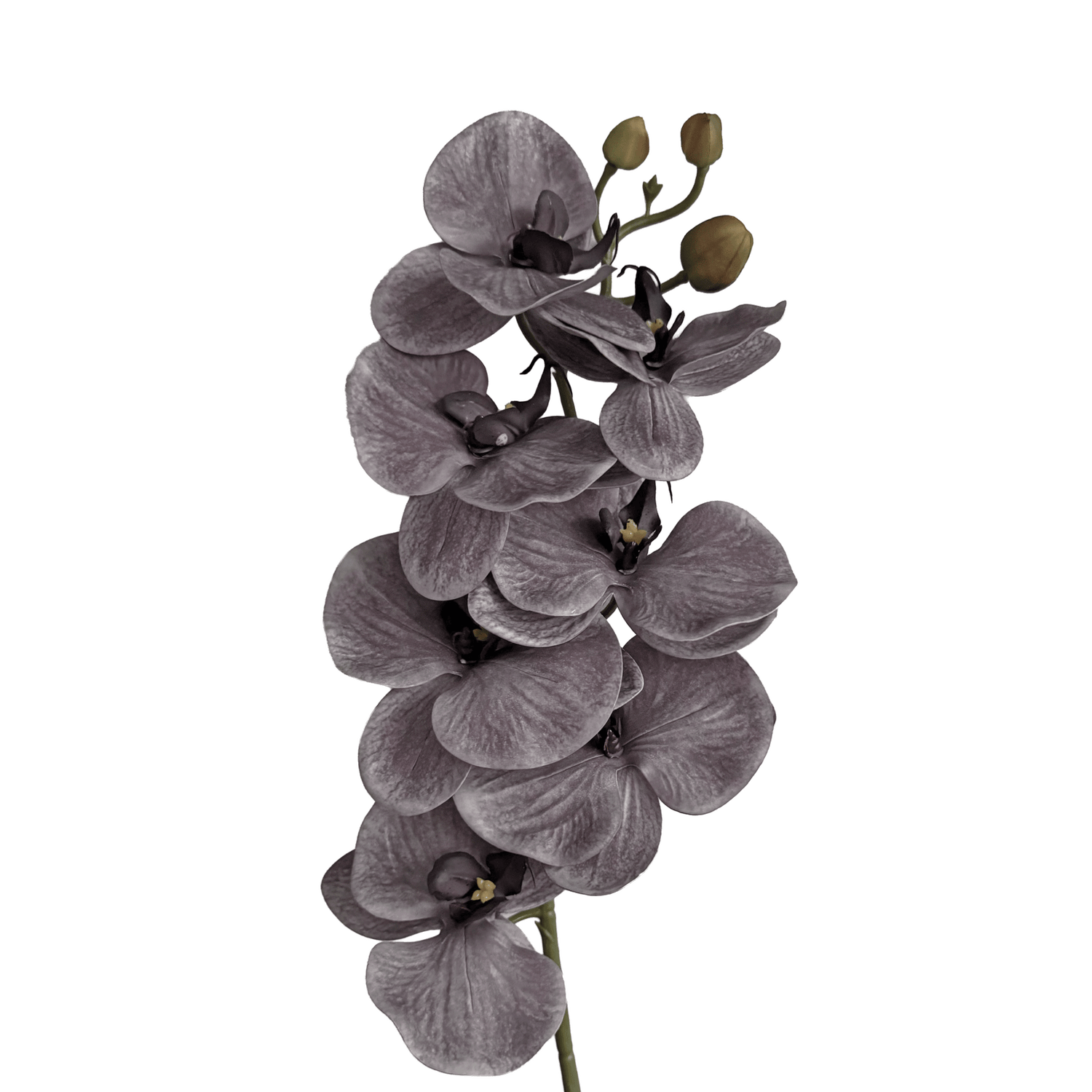 Poetic Phalaenopsis Orchid (Seven Blooms) — Misted Mauve