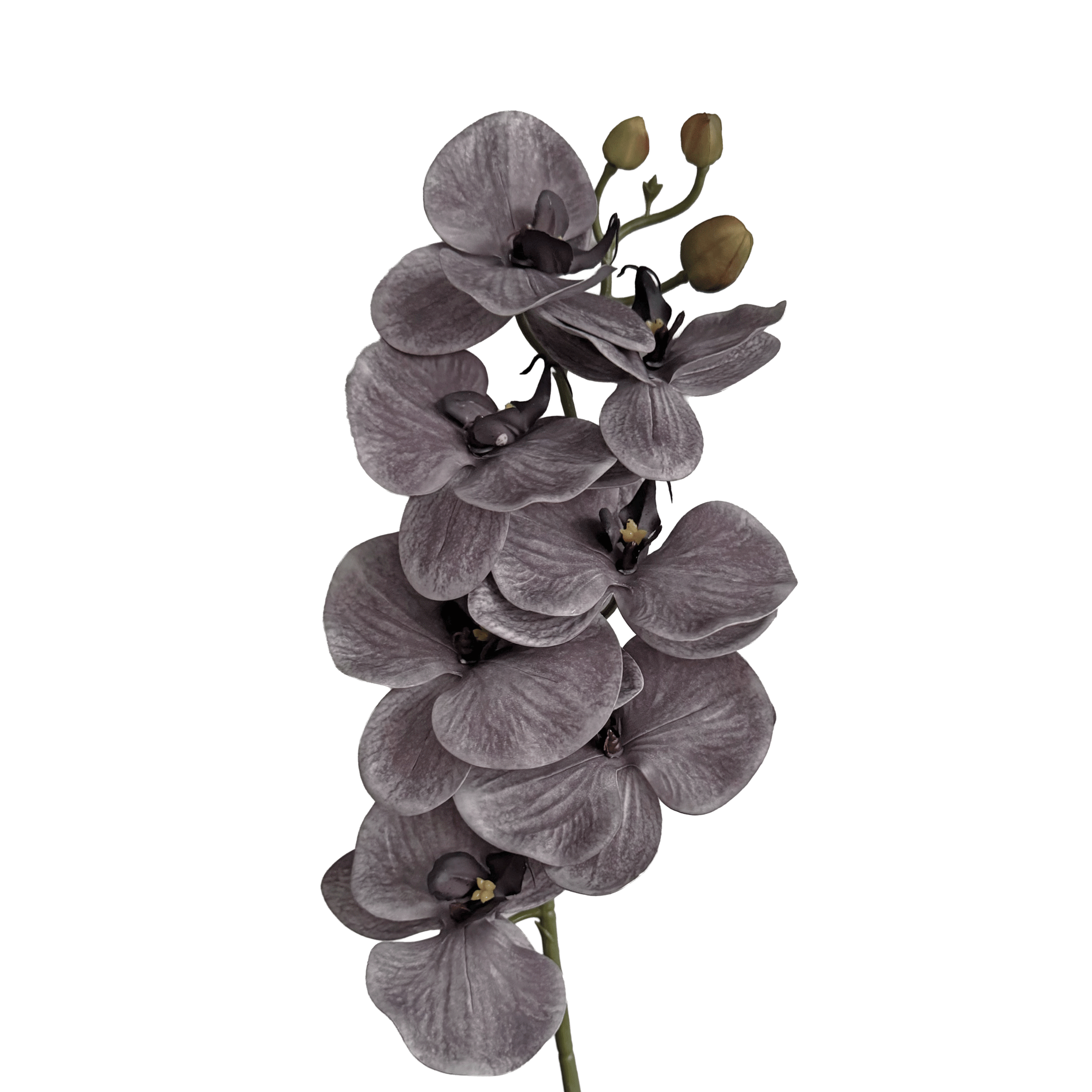 Poetic Phalaenopsis Orchid (Seven Blooms) — Misted Mauve