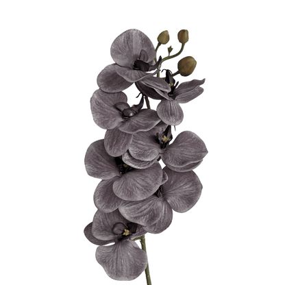 Poetic Phalaenopsis Orchid (Seven Blooms) — Misted Mauve