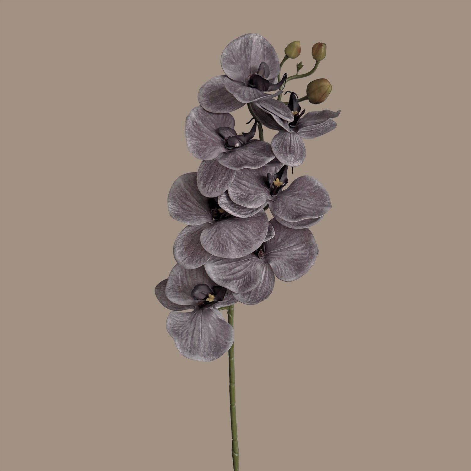 Poetic Phalaenopsis Orchid (Seven Blooms) — Misted Mauve