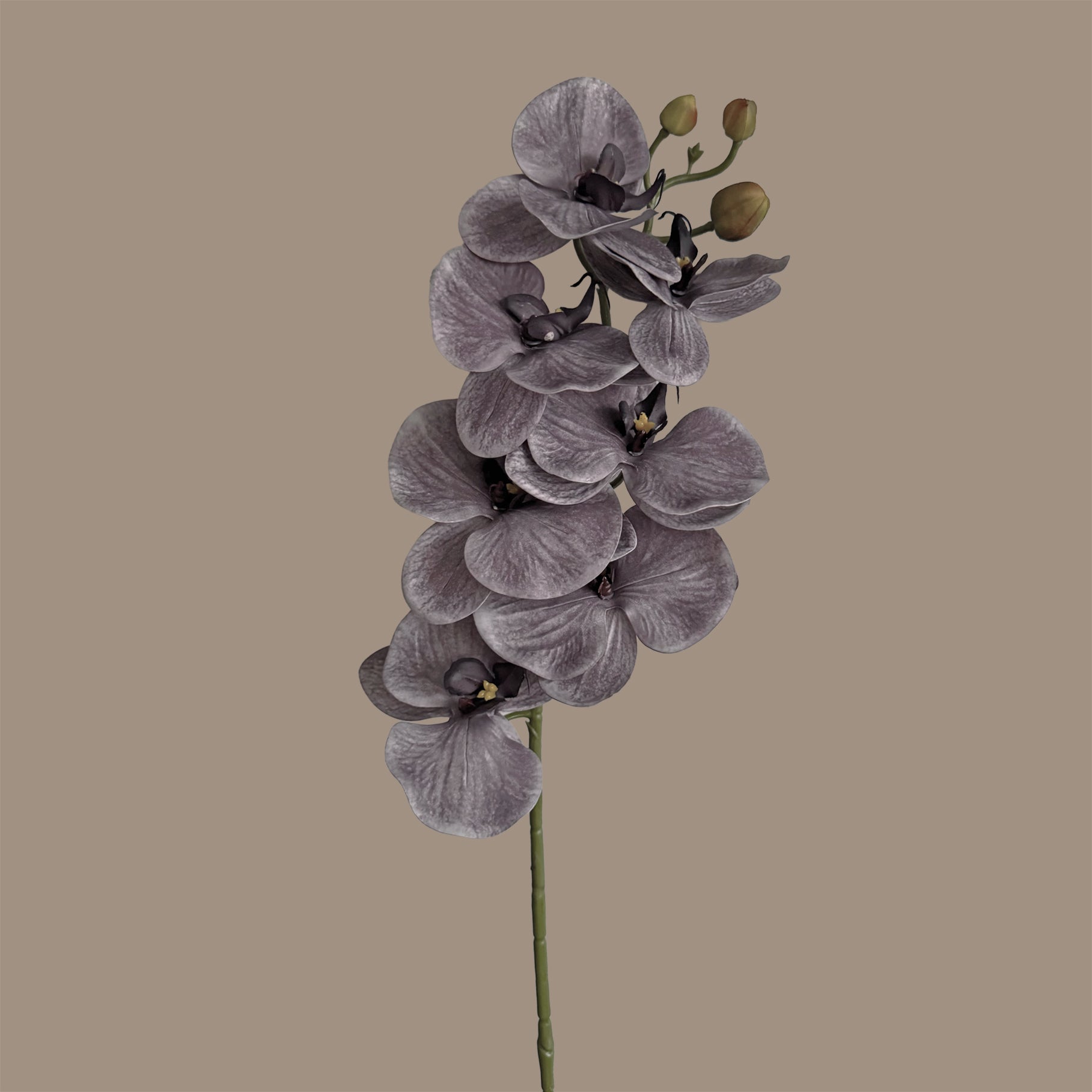 Poetic Phalaenopsis Orchid (Seven Blooms) — Misted Mauve
