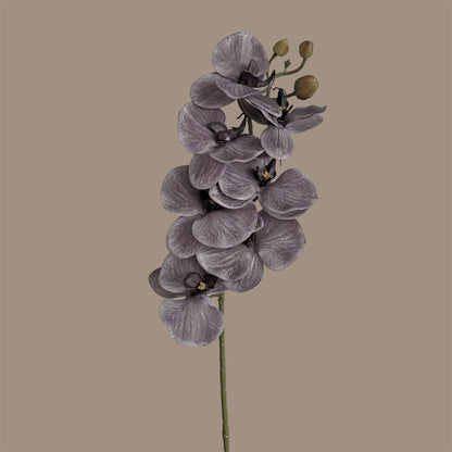 Poetic Phalaenopsis Orchid (Seven Blooms) — Misted Mauve