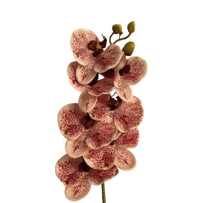 Poetic Phalaenopsis Orchid (Seven Blooms) — Dappled Peach