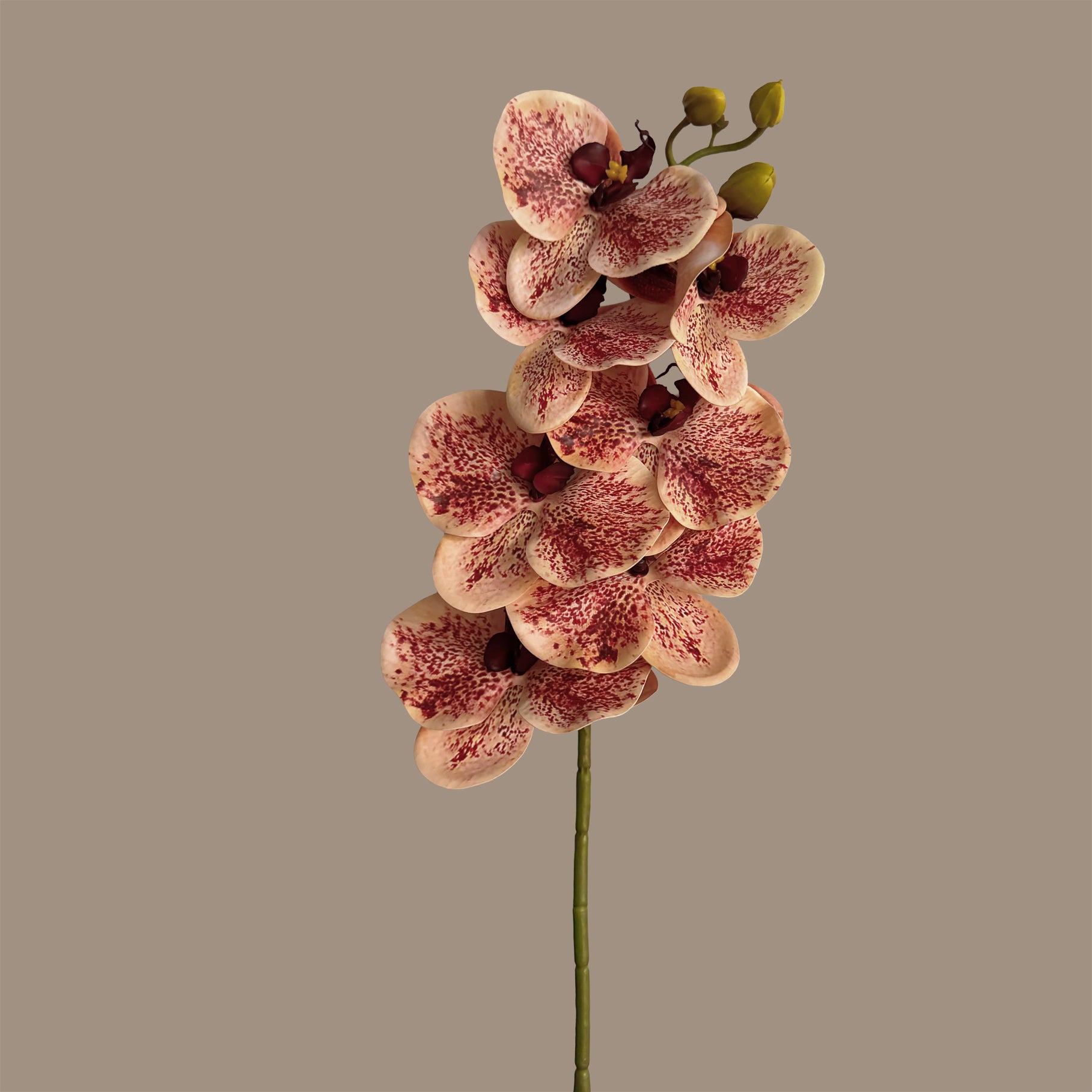 Poetic Phalaenopsis Orchid (Seven Blooms) — Dappled Peach