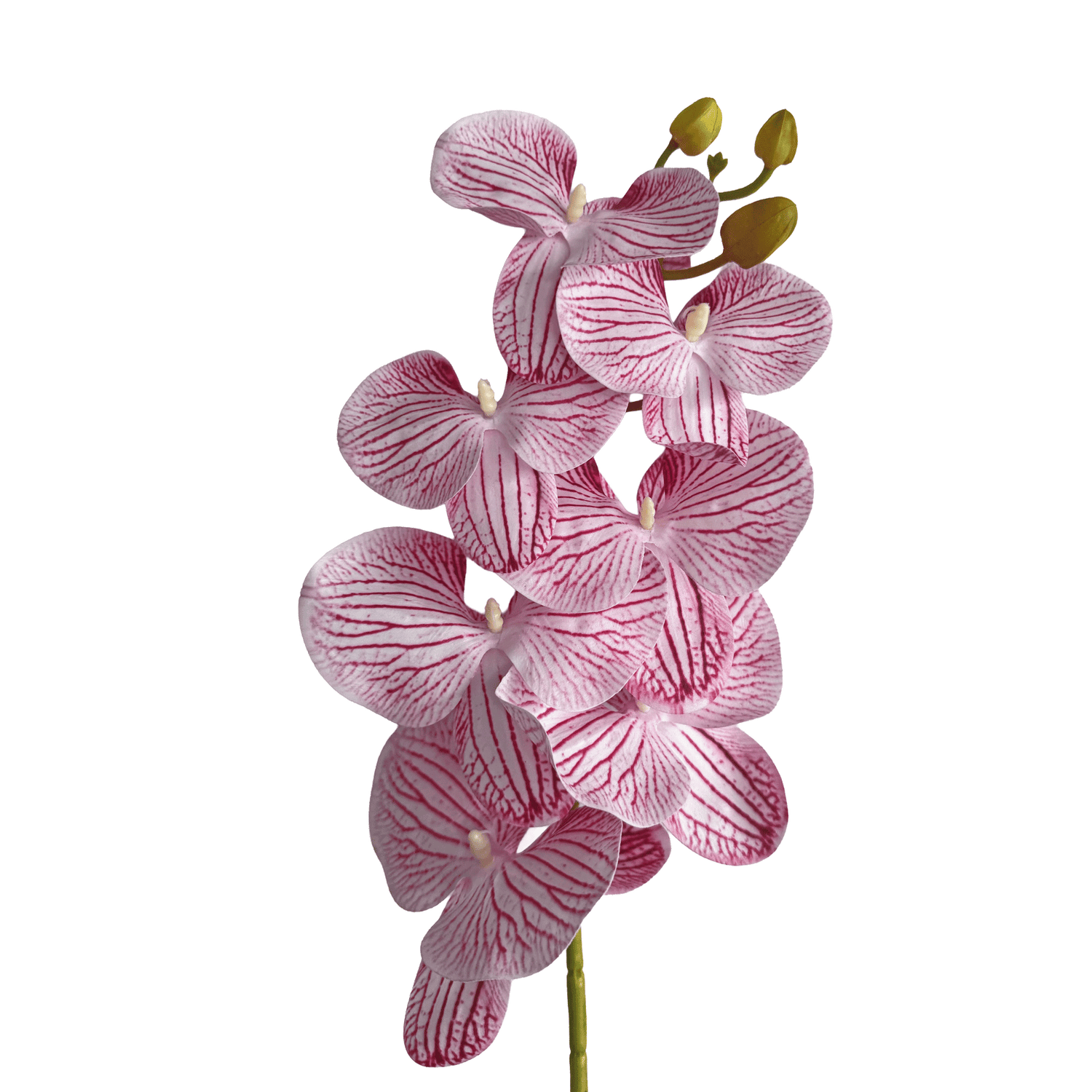 Placid Phalaenopsis Orchid — Veined Rose Pink