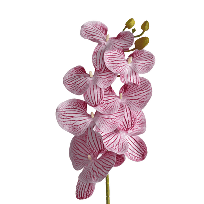Placid Phalaenopsis Orchid — Veined Rose Pink