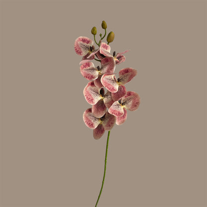 Placid Phalaenopsis Orchid — Speckled Blush