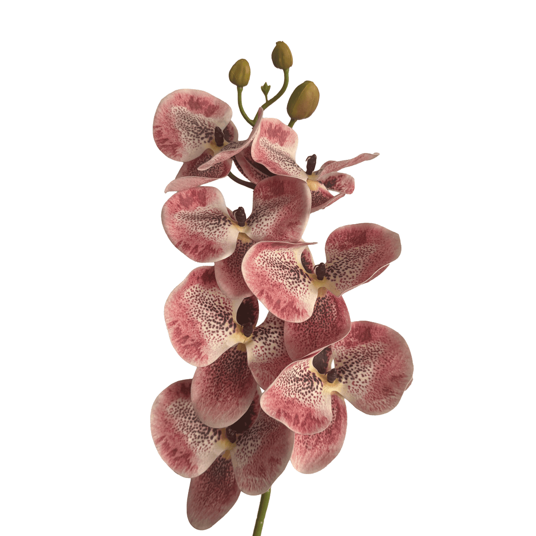 Placid Phalaenopsis Orchid — Speckled Blush