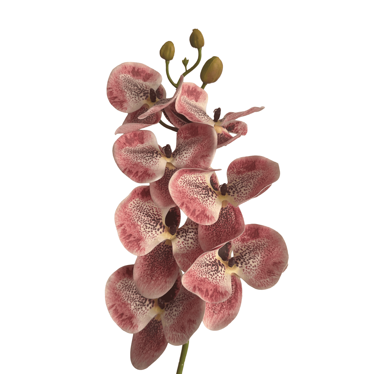 Placid Phalaenopsis Orchid — Speckled Blush