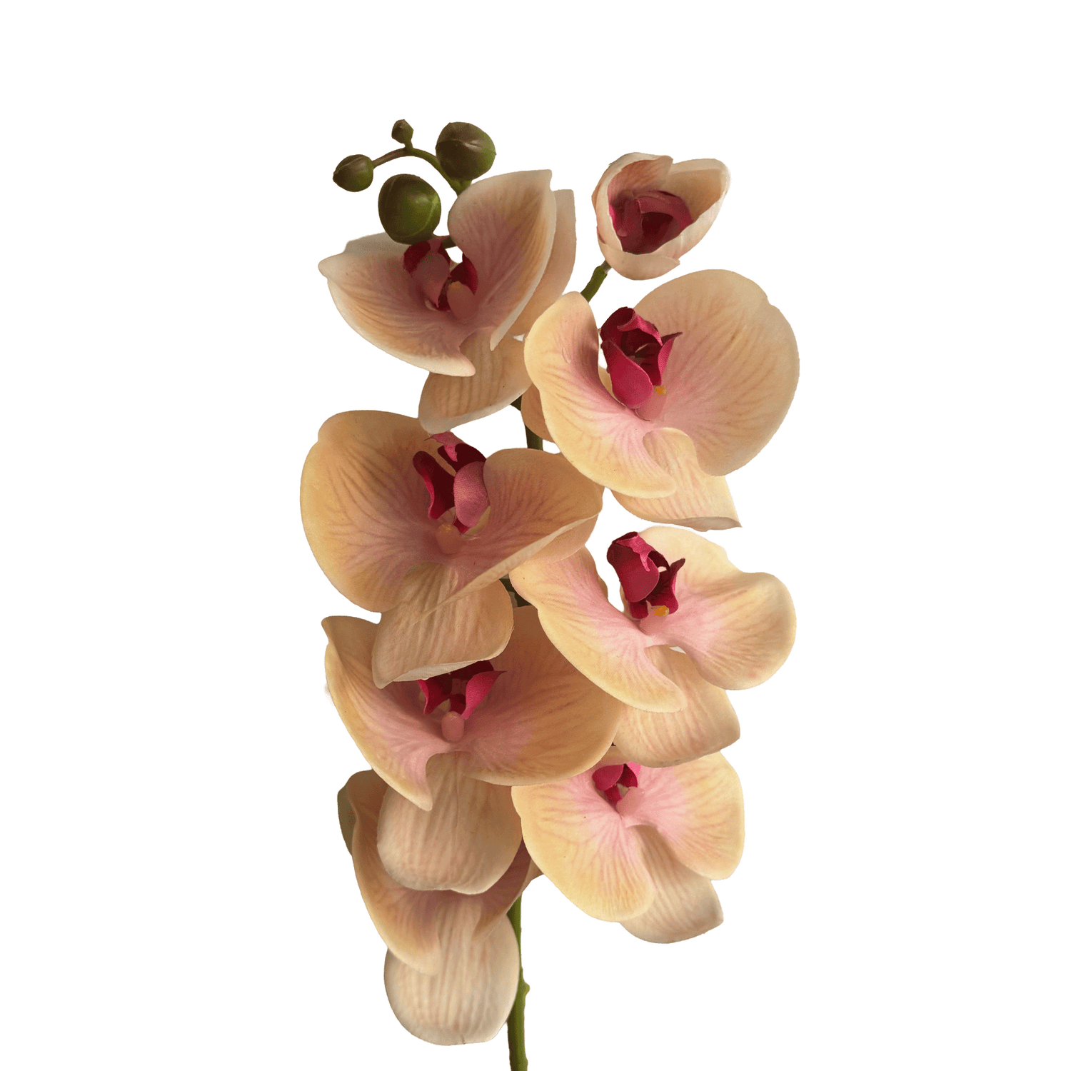 Poetic Phalaenopsis Orchid (Eight Blooms) — Amber Blush