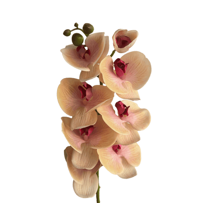 Poetic Phalaenopsis Orchid (Eight Blooms) — Amber Blush