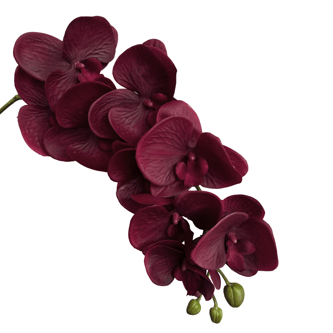 Trailing Arc Phalaenopsis Orchid (Nine Blooms) — Burgundy Red