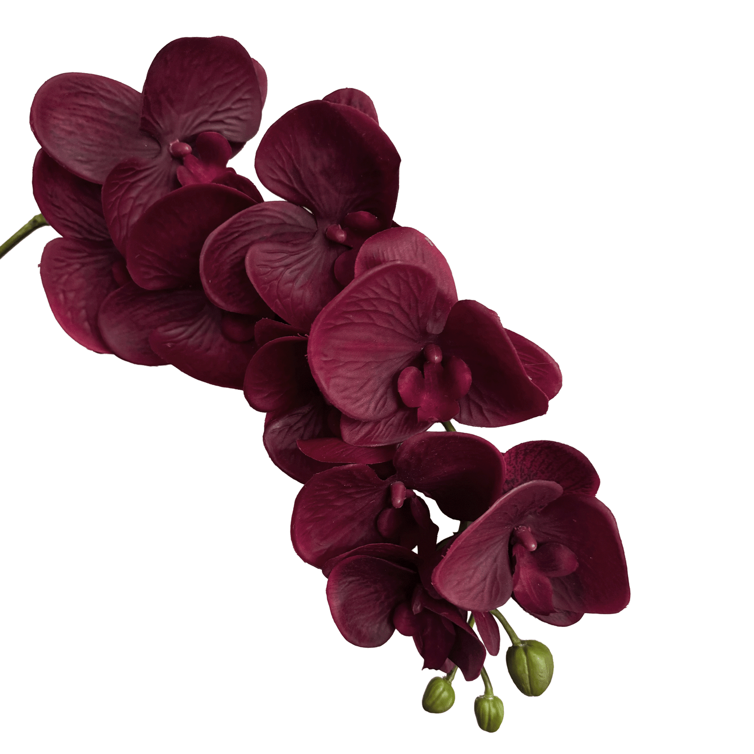 Trailing Arc Phalaenopsis Orchid (Nine Blooms) — Burgundy Red