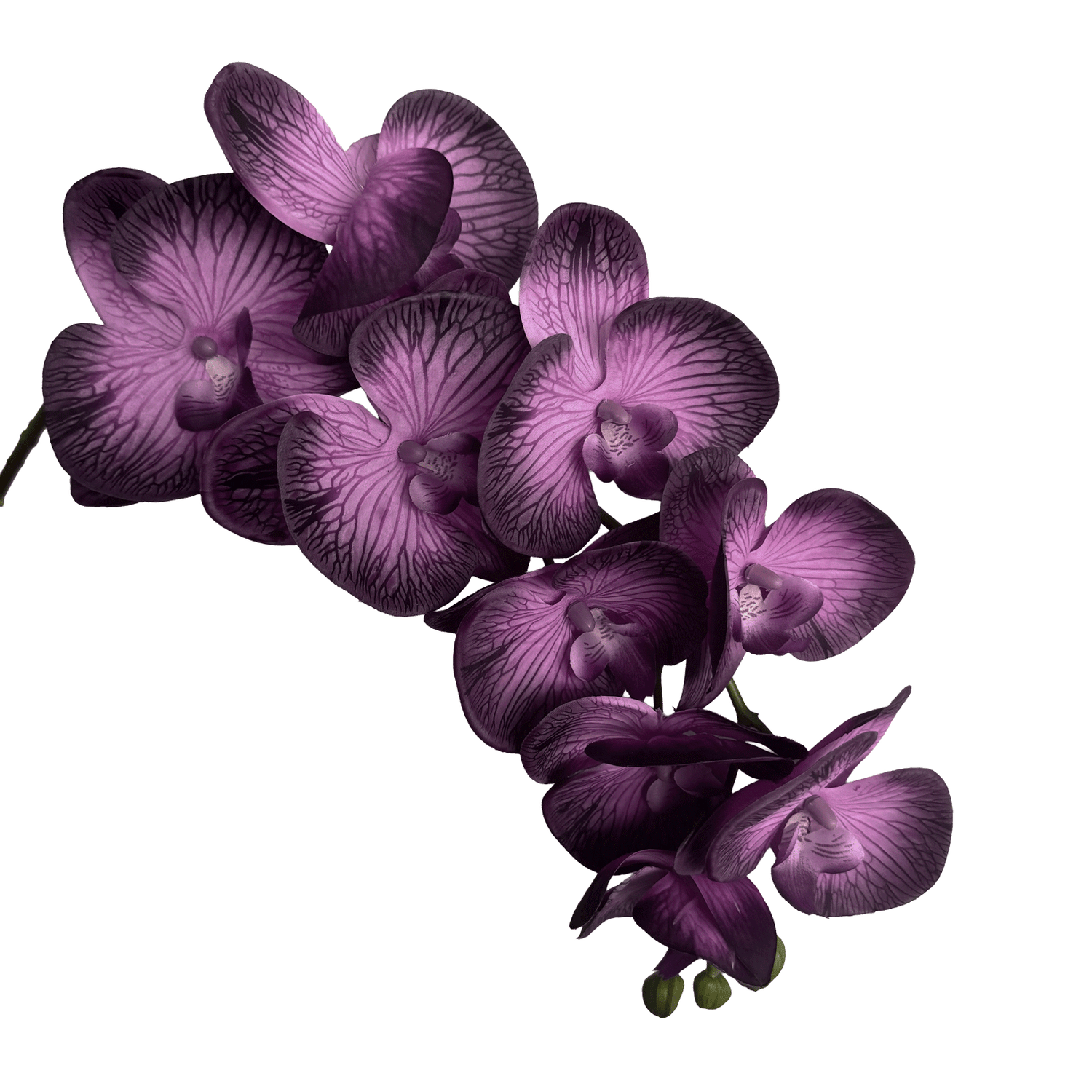 Trailing Arc Phalaenopsis Orchid (Nine Blooms) — Midnight Violet