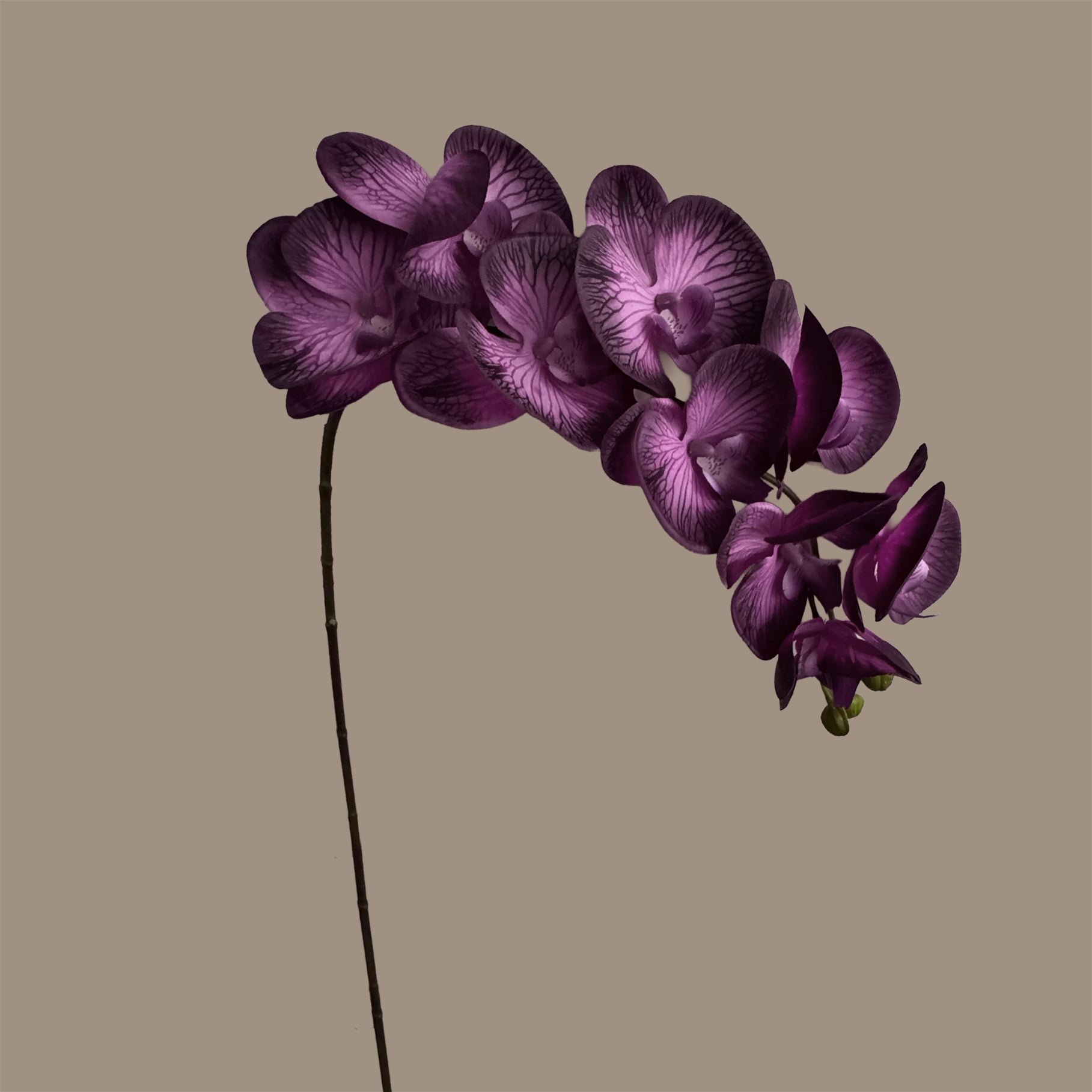 Trailing Arc Phalaenopsis Orchid (Nine Blooms) — Midnight Violet