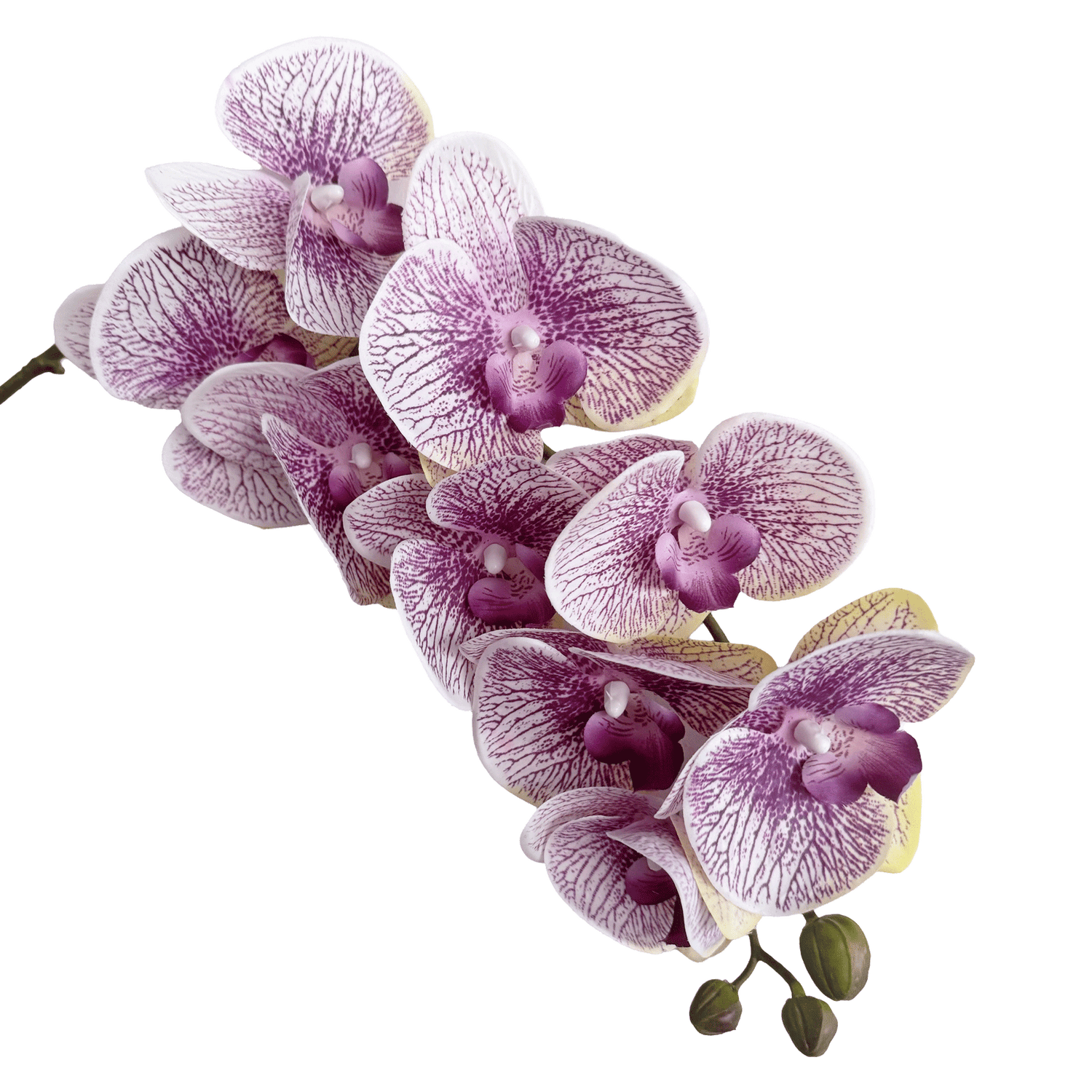 Trailing Arc Phalaenopsis Orchid (Nine Blooms) — Ivory Violet