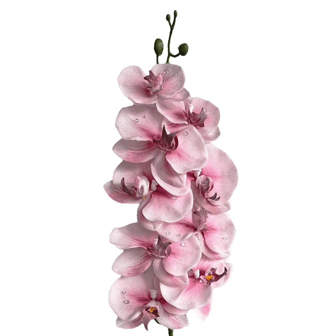 Dew-Kissed Phalaenopsis Orchid — Dawn Pink